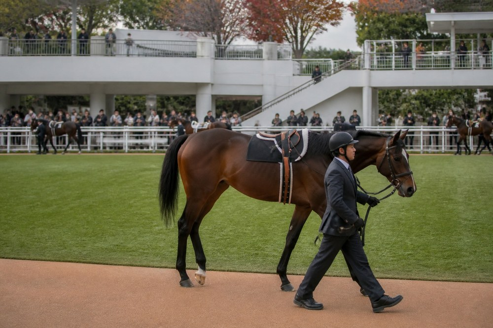 京都競馬場のパドック。3000mを走る馬体かどうかは、ここで見えてしまう。